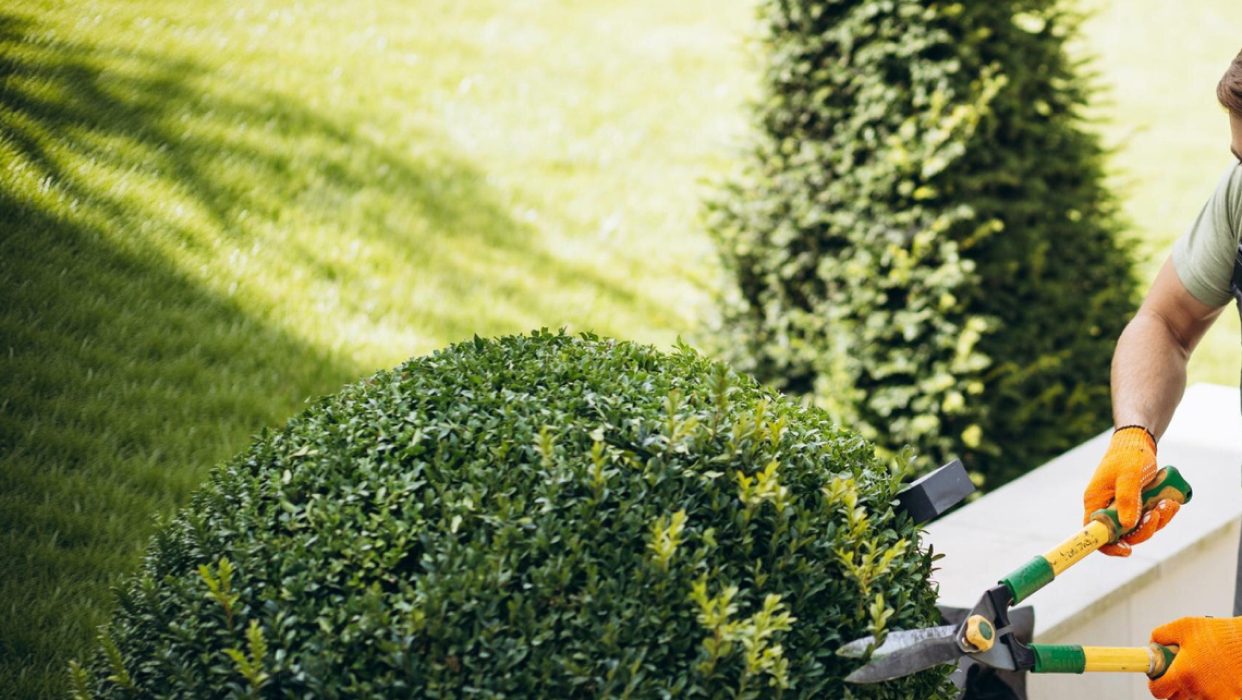 Hedge trimming